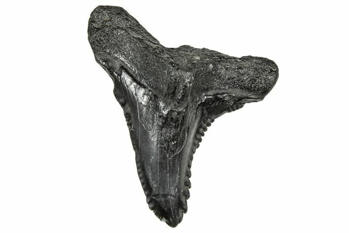 Large, Snaggletooth Shark (Hemipristis) Tooth - South Carolina #359082